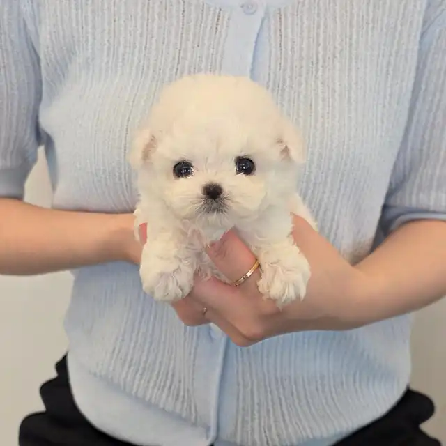 부산 동구 비숑프리제 사진 4