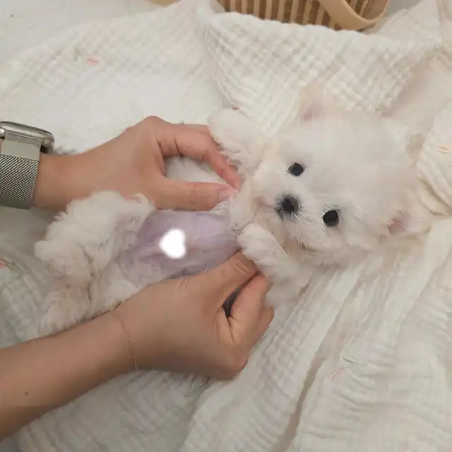 부산 동구 비숑프리제 사진 5