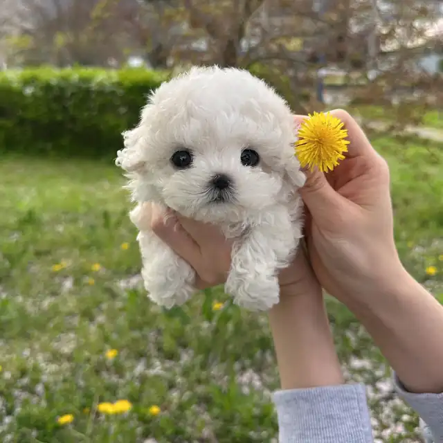 부산 동구 비숑프리제 사진 6