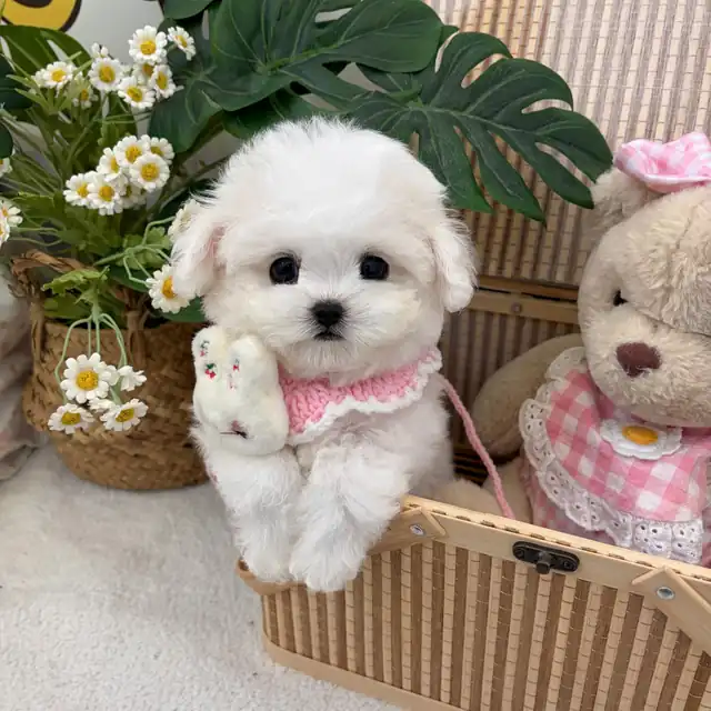 광주강아지분양