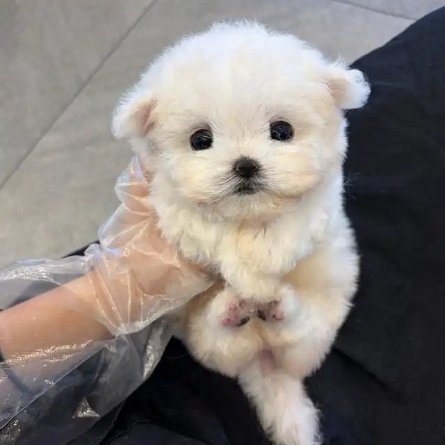 부산 동구 비숑프리제 사진 3