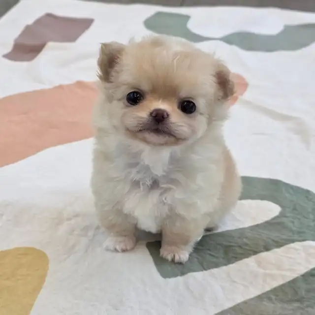치와와 분양