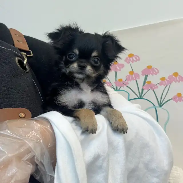 치와와 사진 6