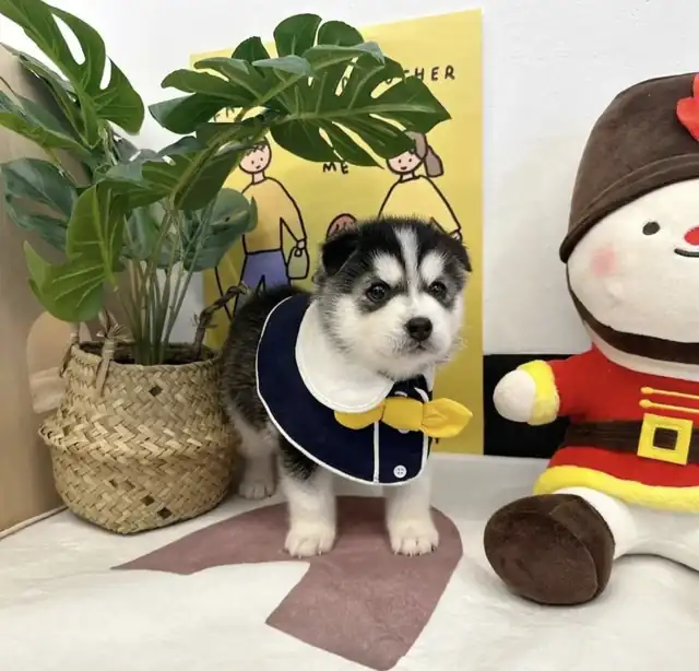 서울 허스키 분양