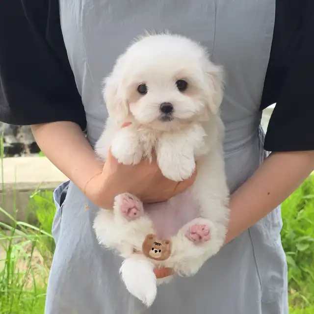 꼬숑 사진 6