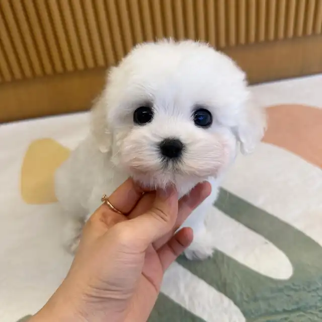 경기강아지분양