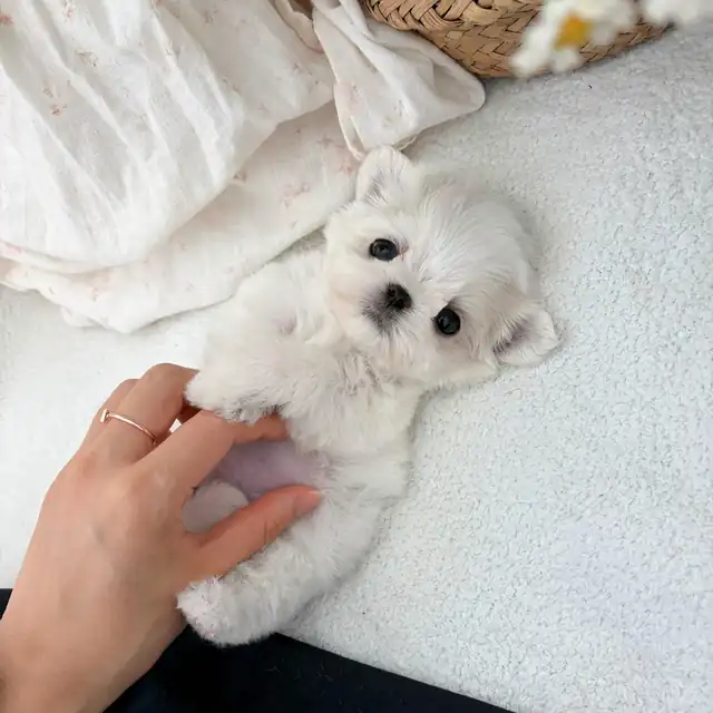 말티즈 사진 5