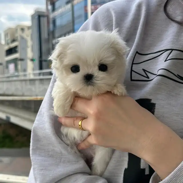 말티즈 사진 2
