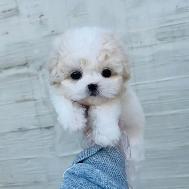 말티숑 사진 2