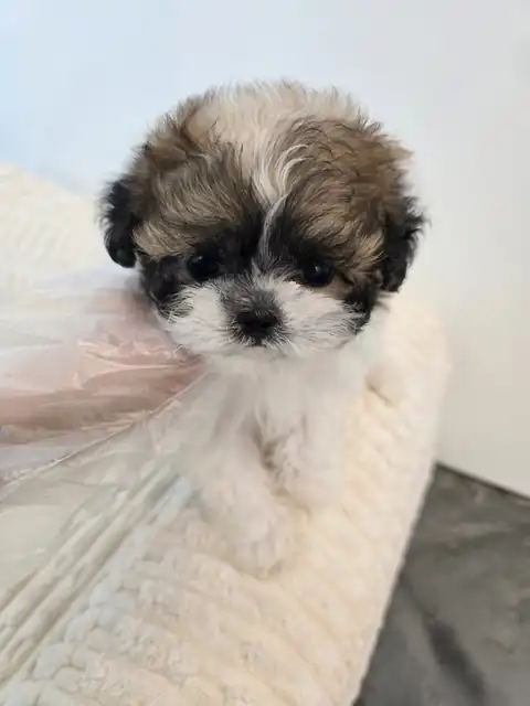 울산 동구 말티츄 사진 2