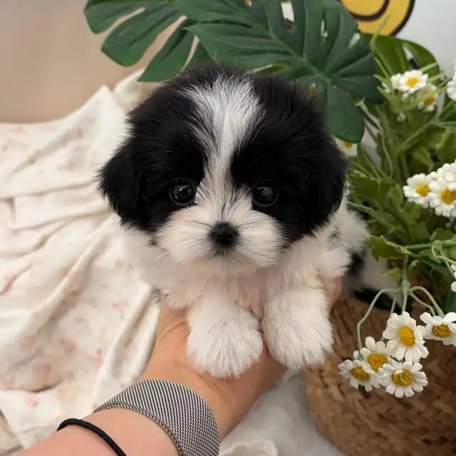 울산 동구 말티츄 사진 3