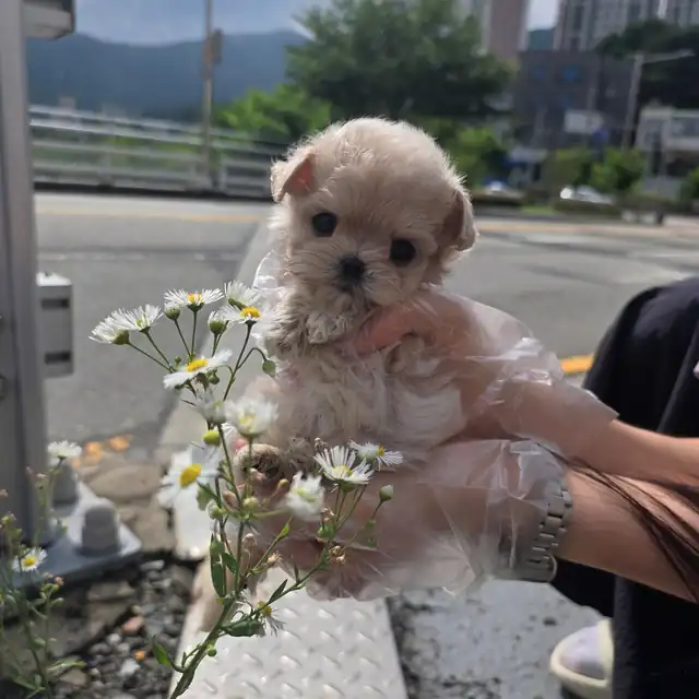 경북강아지분양