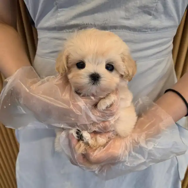 말티푸 사진 4