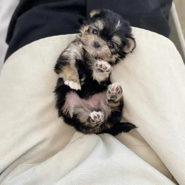 몰키 사진 2