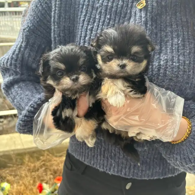 몰키 사진 3