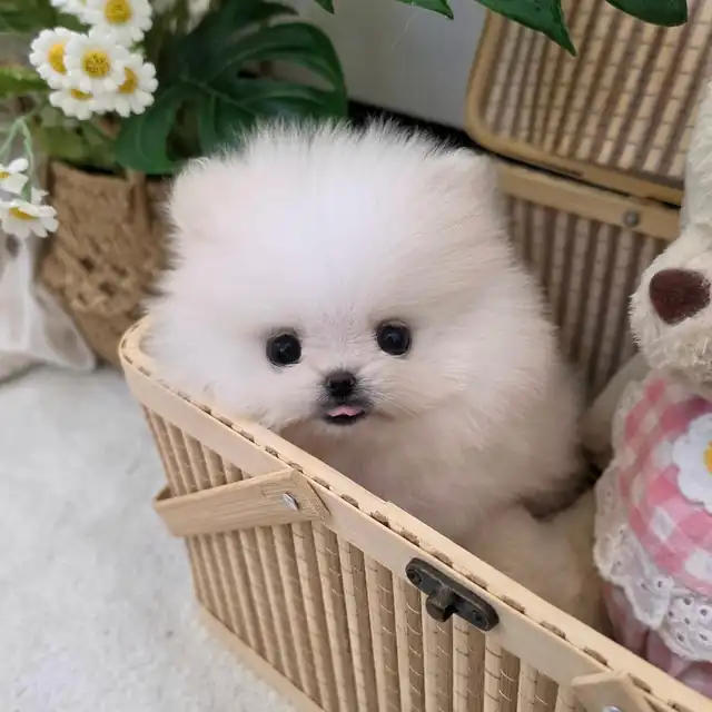 인천강아지분양