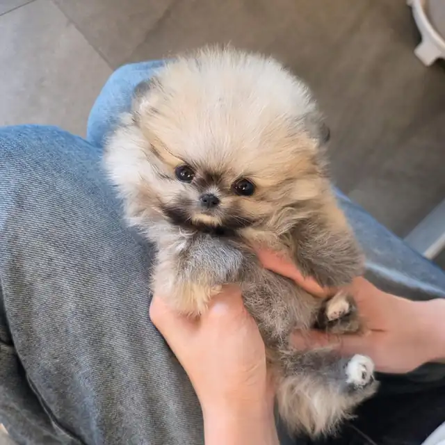 포메라니안 사진 2