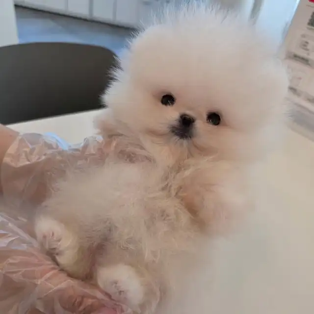 포메라니안 사진 3