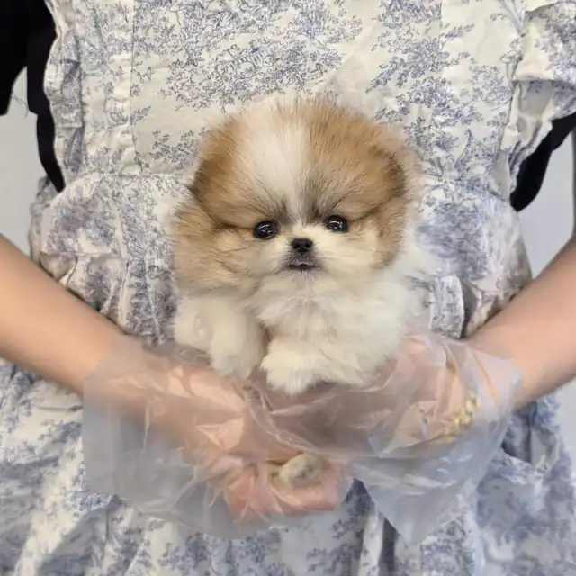 포메라니안 사진 4