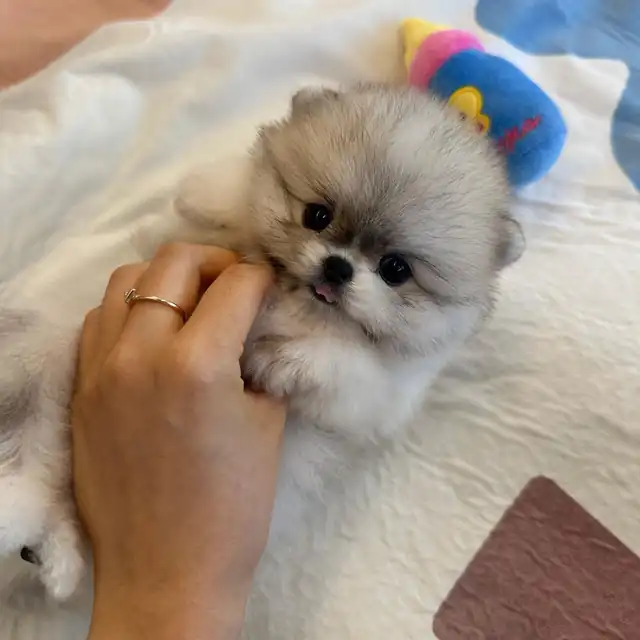 포메라니안 사진 5