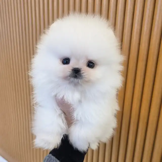 포메라니안 사진 6