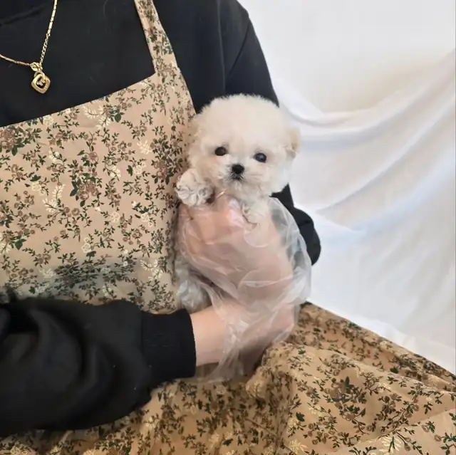 푸숑 사진 2