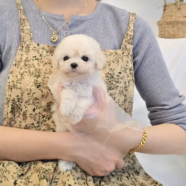 푸숑 사진 3