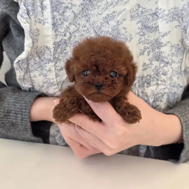 푸들 사진 6