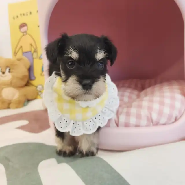 슈나우저 사진 3