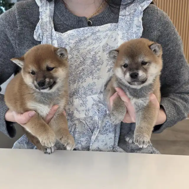 시바견 사진 2