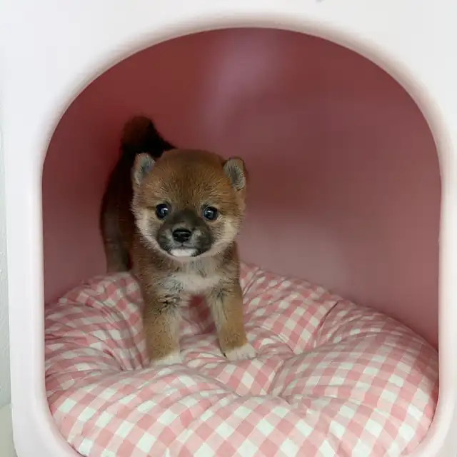 시바견 사진 4