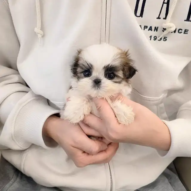 대전강아지분양