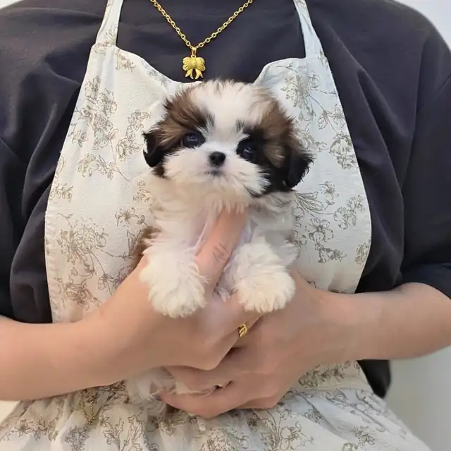 시츄 사진 6