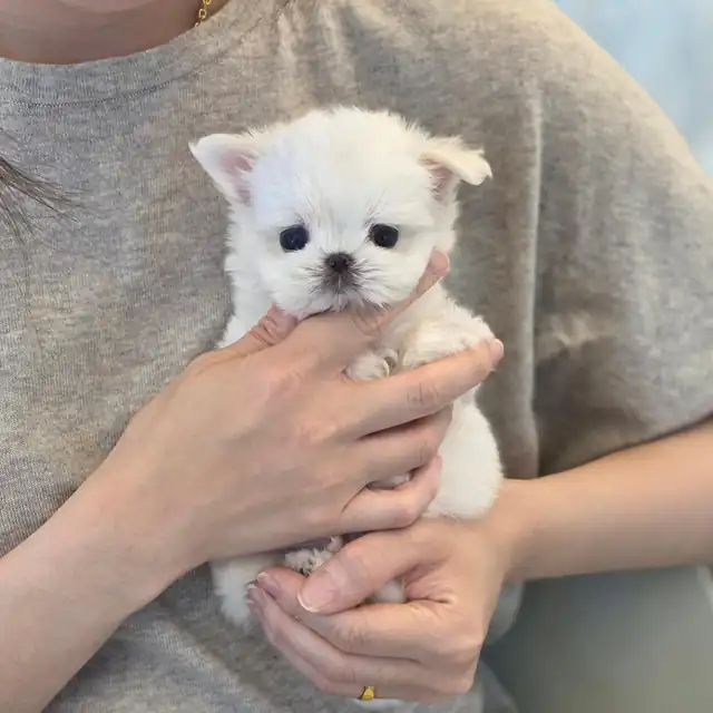 서울 소형견 분양