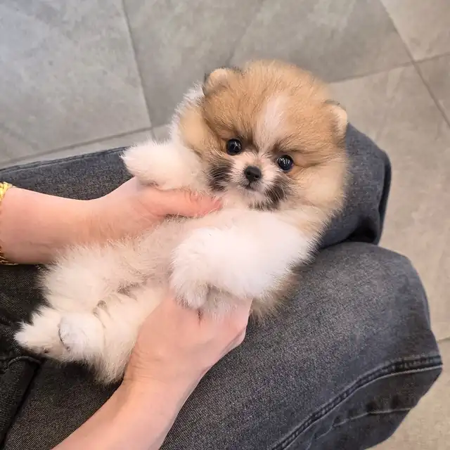 소형견 사진 3