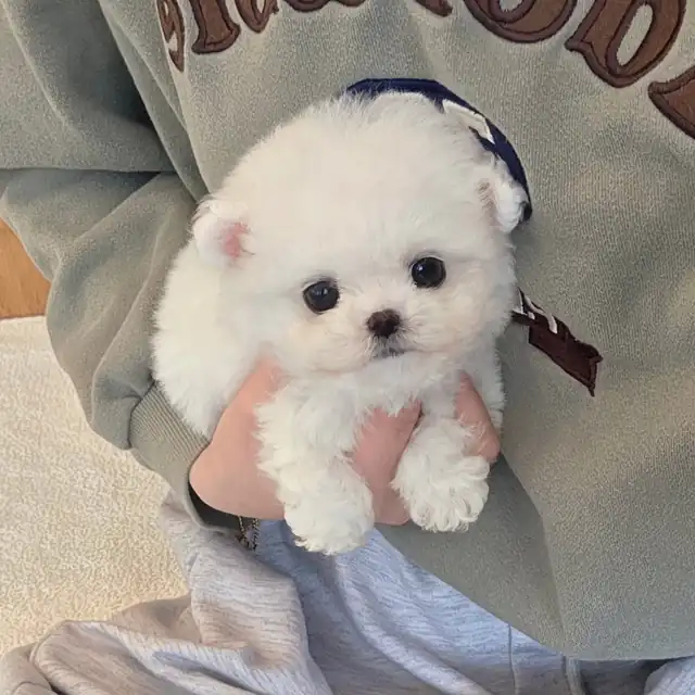 소형견 사진 5