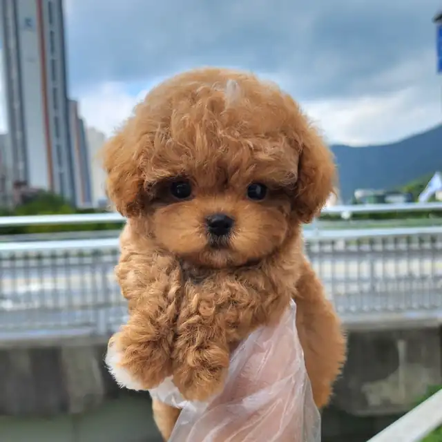 토이푸들 사진 2