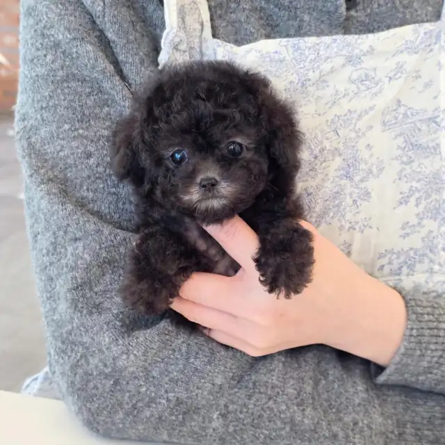 토이푸들 사진 4