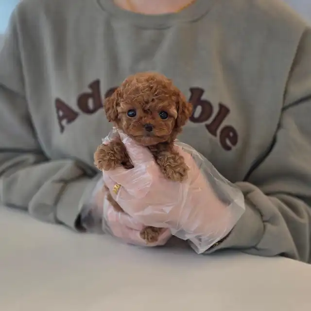 토이푸들 사진 5