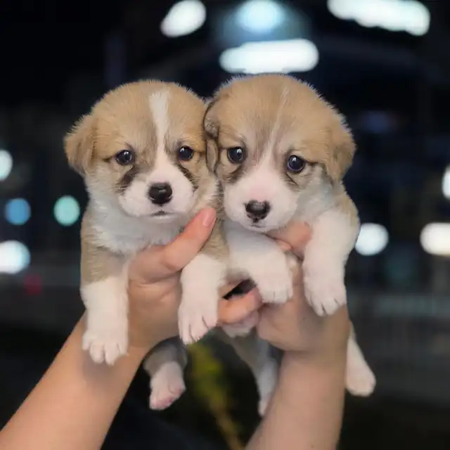 웰시코기 사진 3
