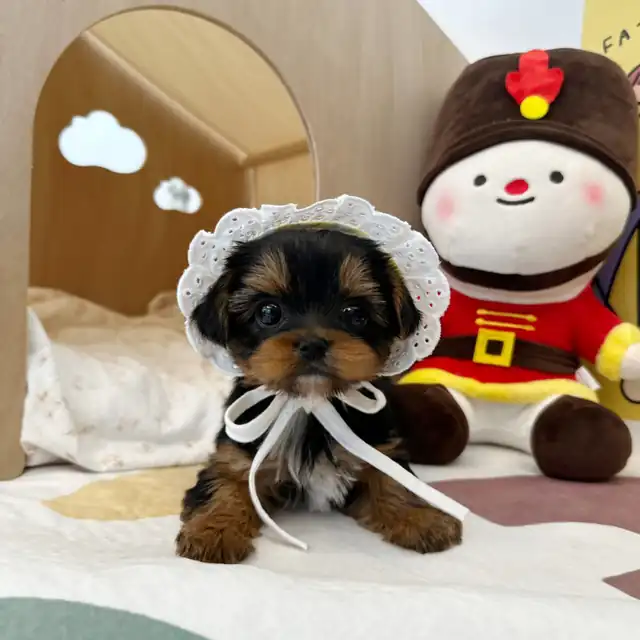 요크셔테리어 사진 6